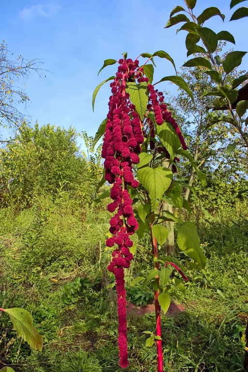 Амарант