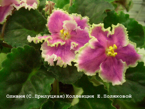 Оливия ПрилПолякова.jpg