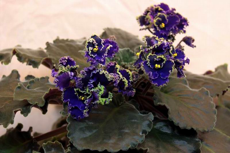 Purple Lace.jpg
