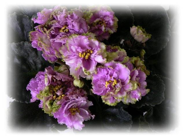 ЛЕ-Королева Джиневра.jpg.jpg