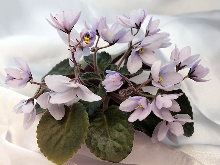 Allegro Chicory Charm.jpg