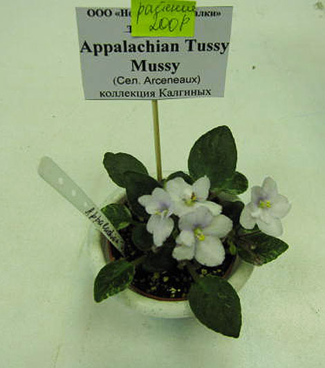 Appalachian-Tussy-Mussy.jpg