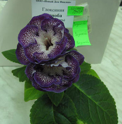Зазноба.jpg