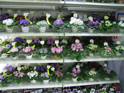 2011_12150026.jpg