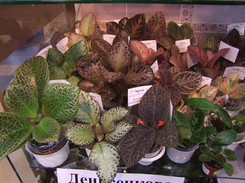 2011_12150277.jpg