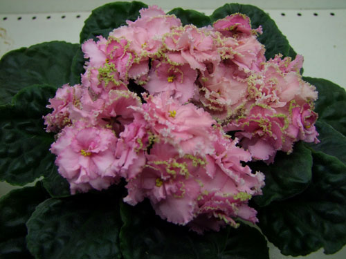 ЛЕ-Комплимент-(Лариса-Галиц.jpg