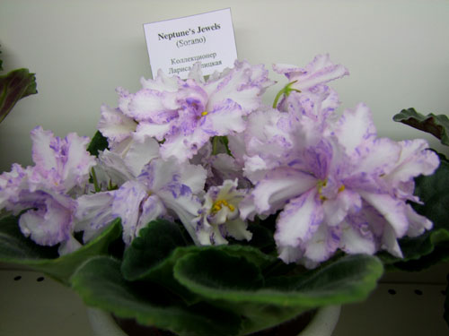2011_12150055.jpg
