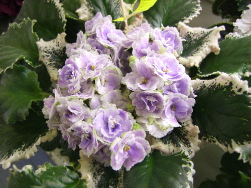 Buckeye-Seductress-(Карпова.jpg