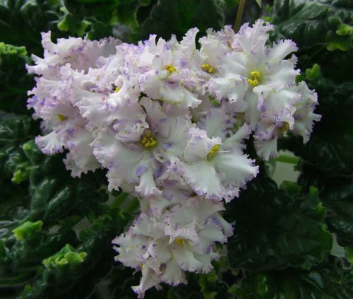 ЛЕ-Зимняя-Сказка(Карпова).jpg