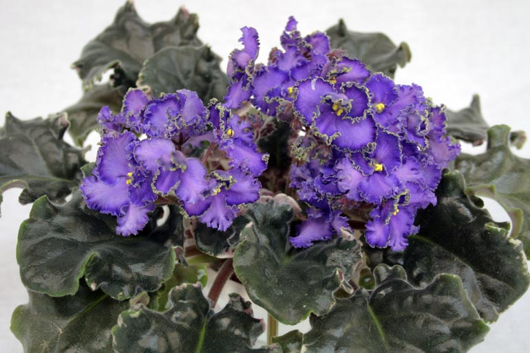 3 место  Buckeye Lavender Mist  коллекционер  М.Фёдорова