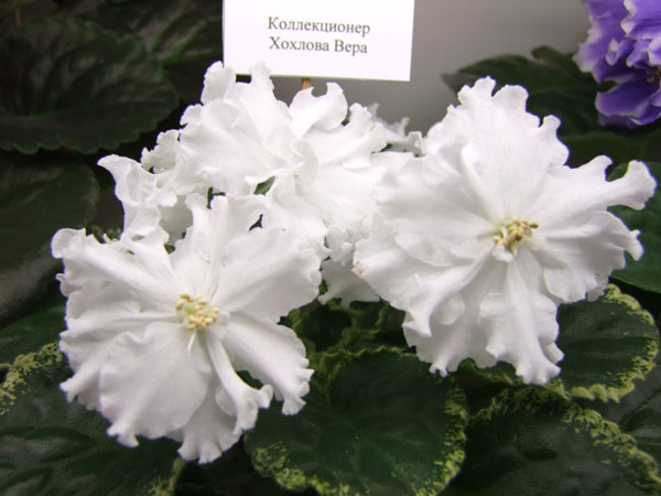 Ян-Морозко(Хохлова).jpg