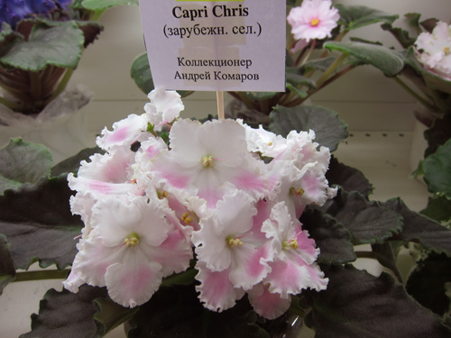 Capri Chris