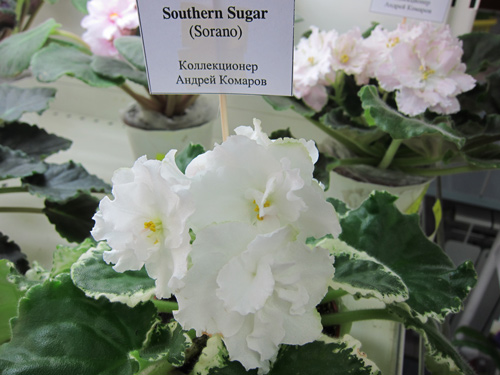 Southern Sugar