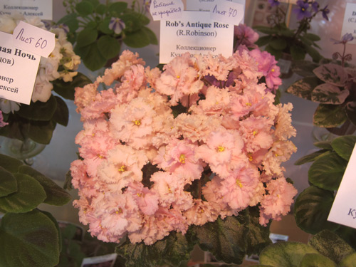 Rob's Antique Rose