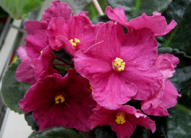Ивашкина Tropical Sherbet.JPG