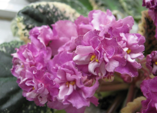 Плессер Apache Primrose.JPG
