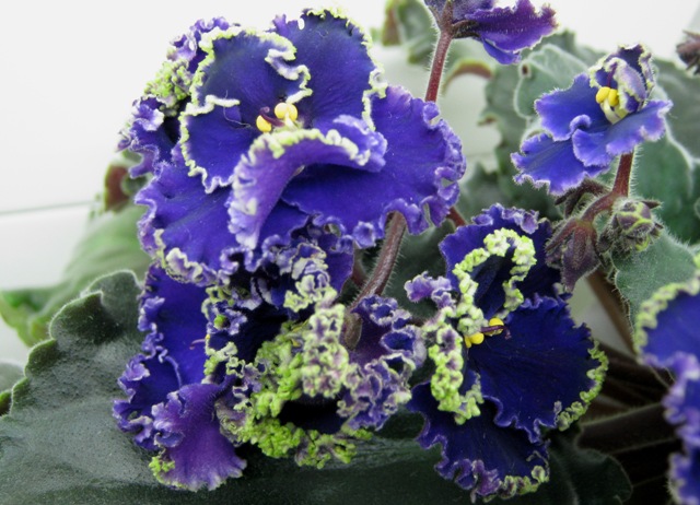 Плессер Purple Lace.JPG
