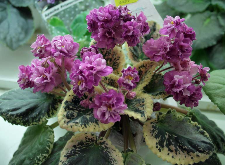 APACHE PRIMROSE
