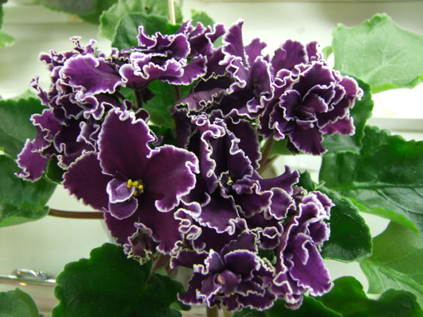 ЛЕ-Мачо(Тюрина).jpg