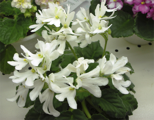 17_lunar_lily_white.jpg