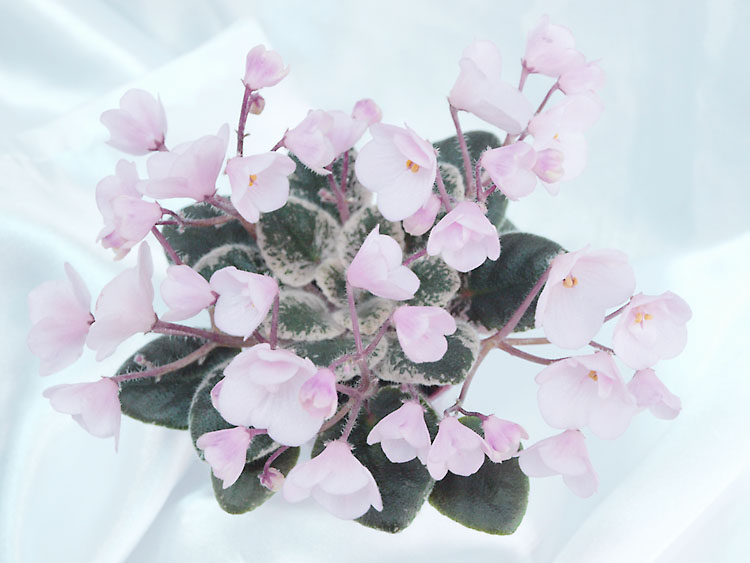 Joy’s Pink Halo_ А.Кузнецов.jpg