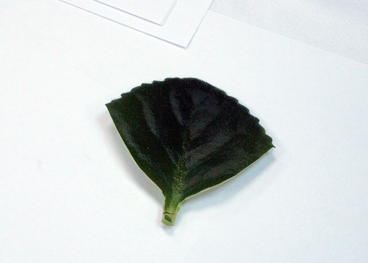 09.jpg