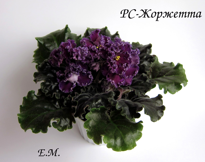 РС-Жоржетта.jpg