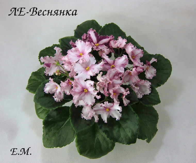 ЛЕ-Веснянка.jpg