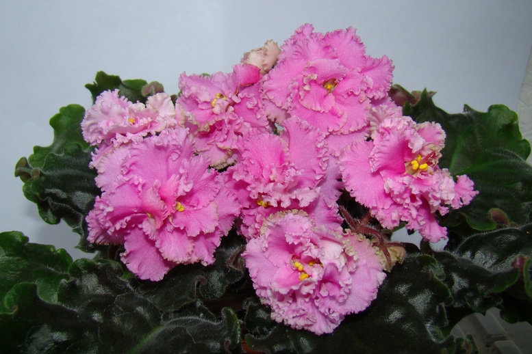 ЛЕ-Первая Фрейлина