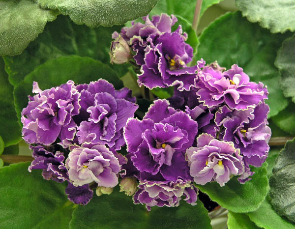 Ness' Cranberry Lace (D. Ness), колл. Ю. Чубук