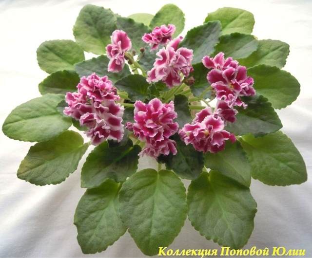 Морозная Вишня (К. Морев)