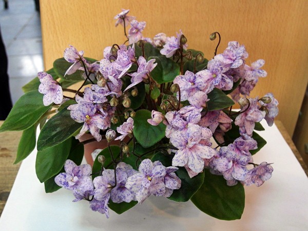 Rob`s Boolaro ( Дорофеев).JPG