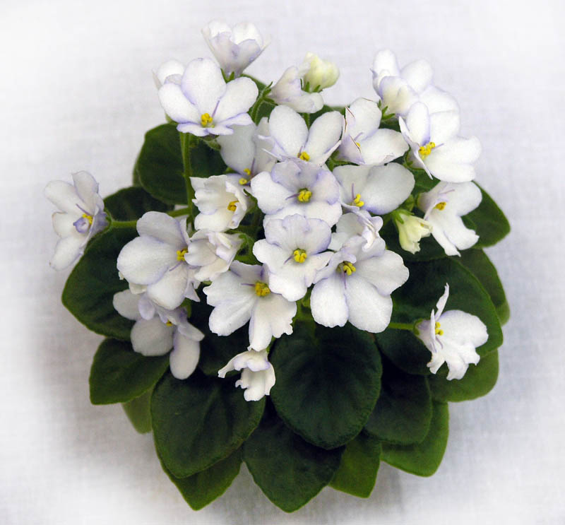 1 место – Alan’s Snowdrop (A. Murphy), колл. Т. Омельченко