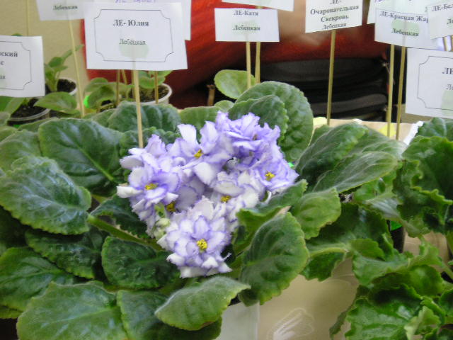 P1010090.JPG