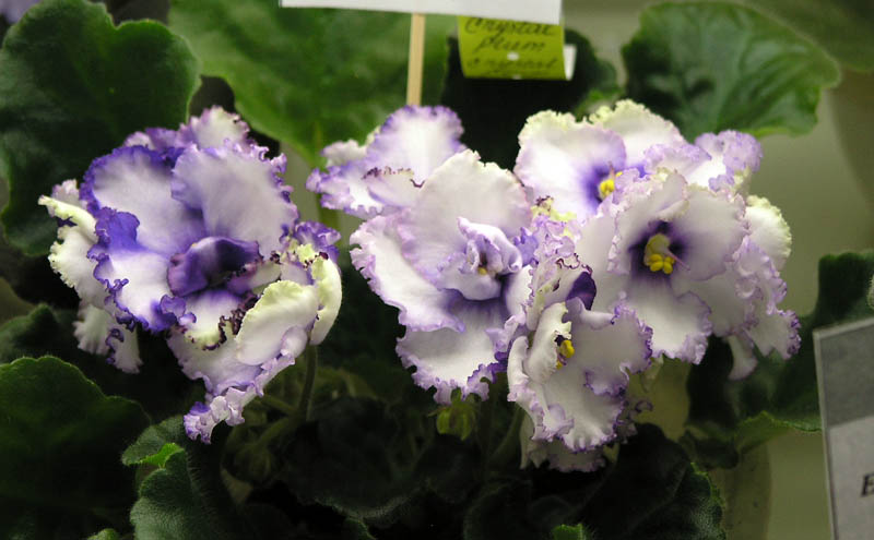 Crystal Plum