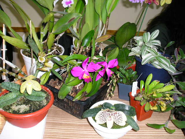 P1010109.JPG