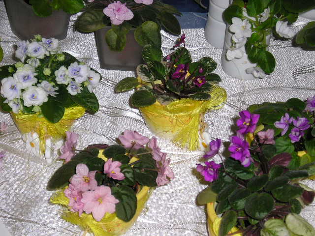 P1010113.JPG