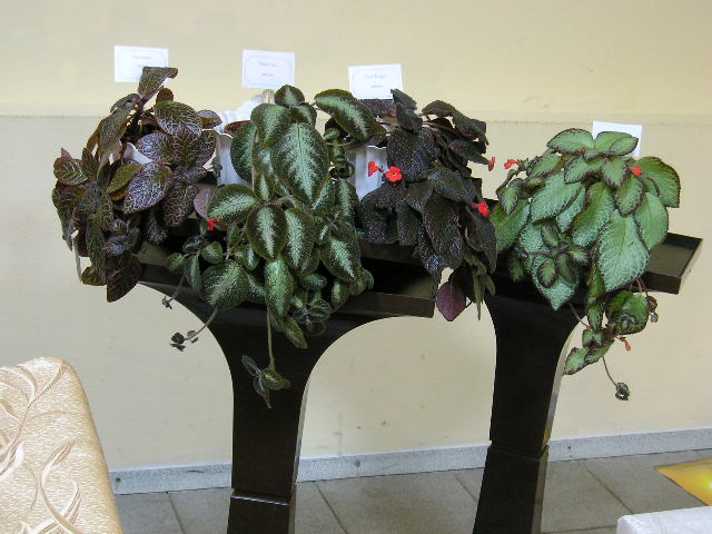 P1010117.JPG