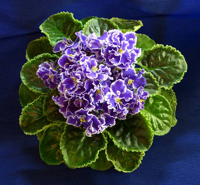 Летние Сумерки (К. Морев)