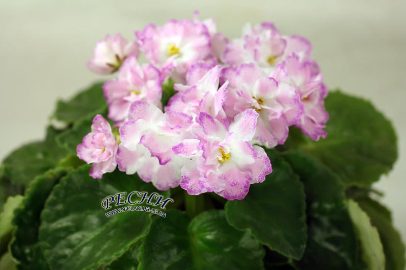 IMG_0117 копия.jpg