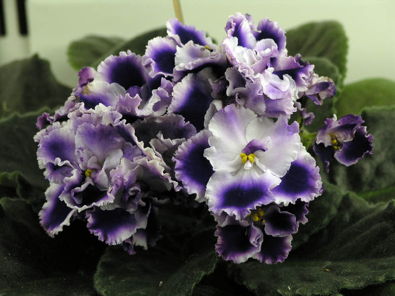 Rhapsodie Cora
