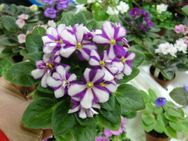 P1010033.JPG
