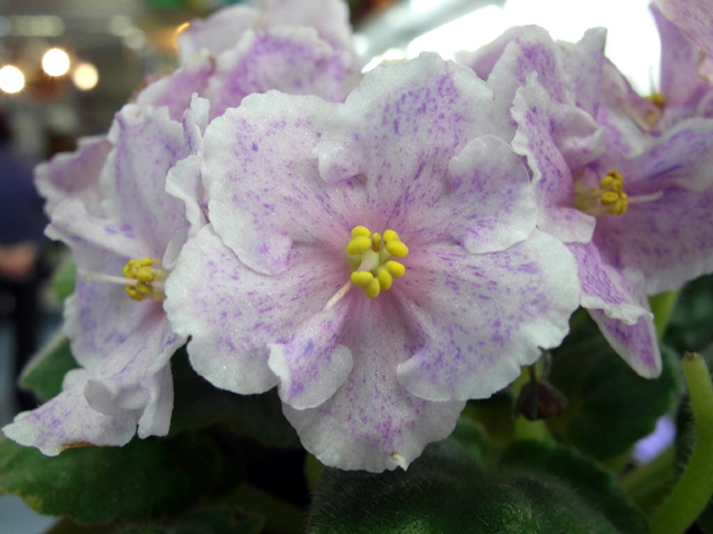 PT_Nejnie_Chuvstva_Nev.jpg