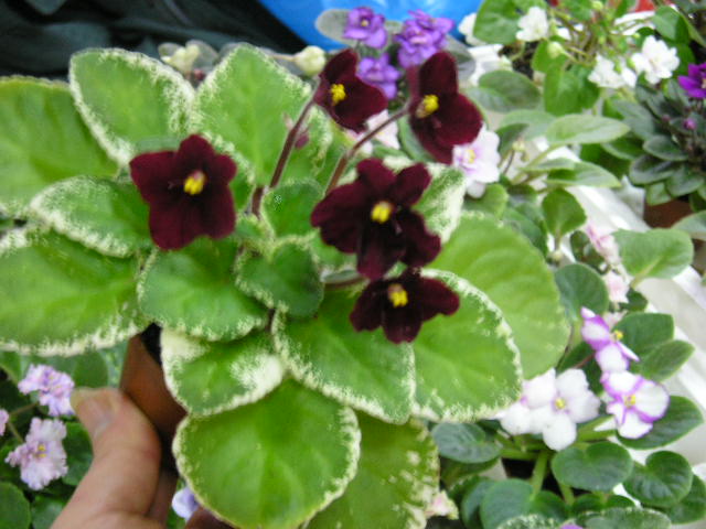 P1010039.JPG