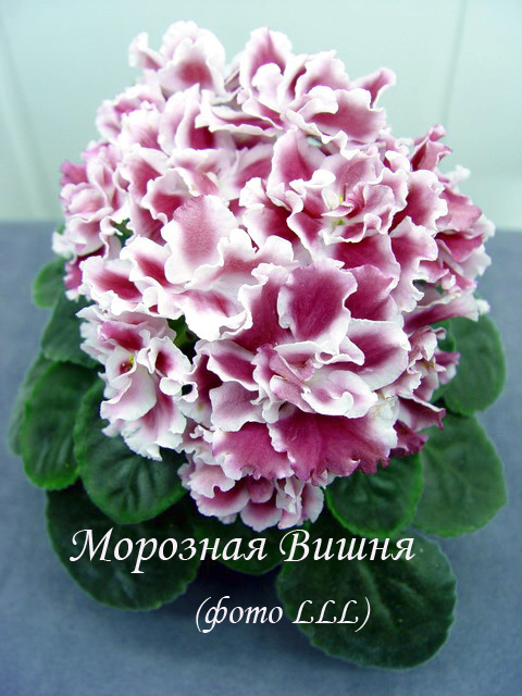 Морозная Вишня