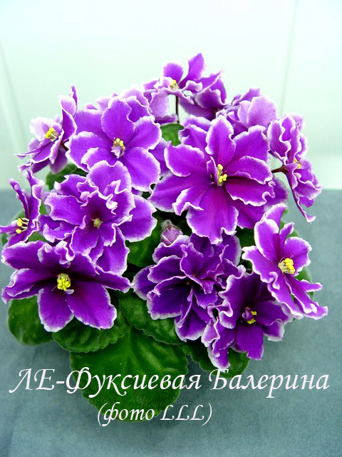 ЛЕ-Фуксиевая Балерина