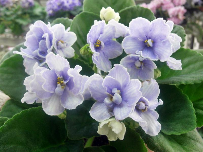 Blue Victoria.JPG