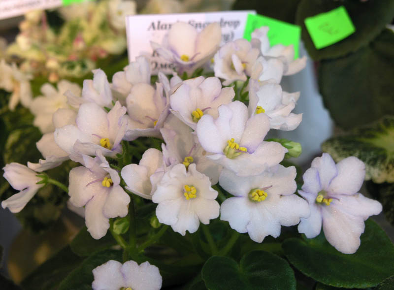 Alan's Snowdrops