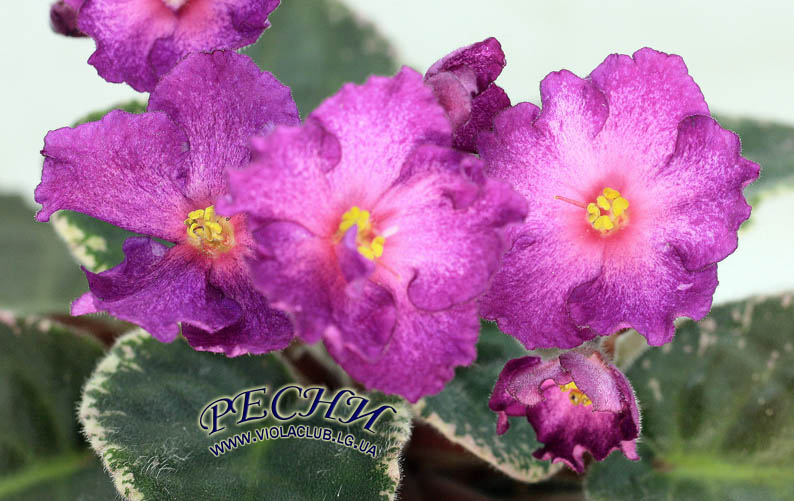 IMG_8223 копия.jpg