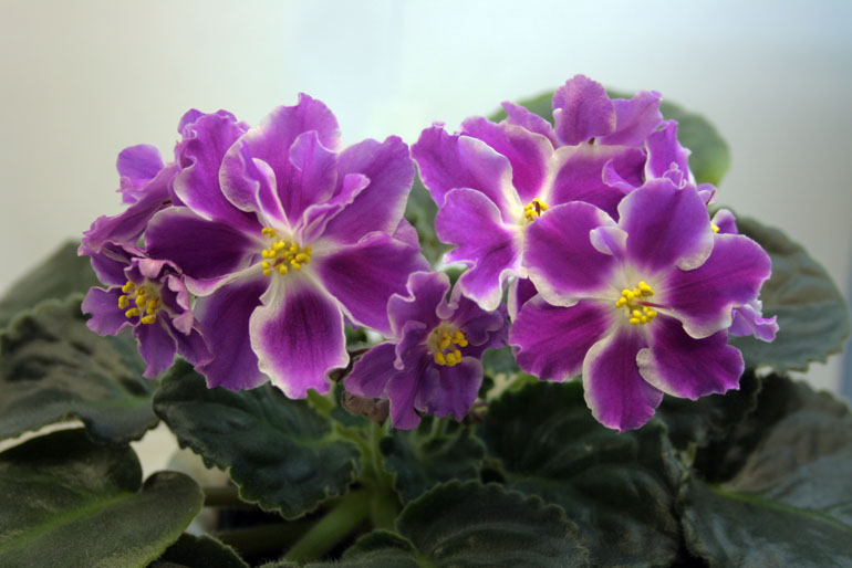 РС-МИСС ОБАЯНИЕ